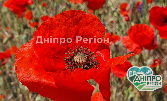 Нещадно скубуть квіти: на Дніпропетровщині люди рвуть маки вздовж трас (ВІДЕО) Нещадно скубуть квіти: на Дніпропетровщині люди рвуть маки вздовж трас (ВІДЕО)