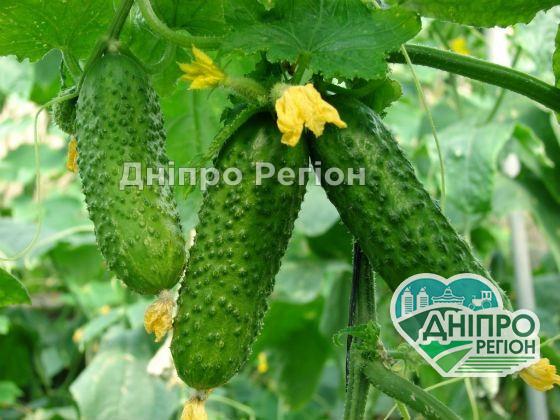 У Дніпрі впали ціни на огірки ТОП-3 добрива, якими заборонено підгодовувати огірки: щоб не залишитись без врожаю