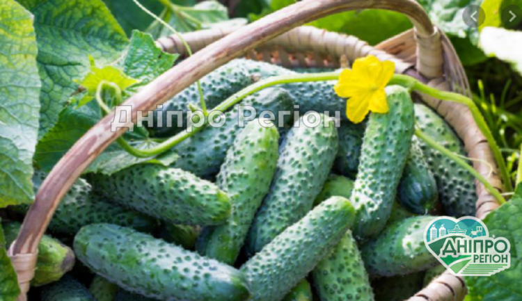 Будете збирати відрами: як отримати багатий врожай огірків Будете збирати відрами: як отримати багатий врожай огірків