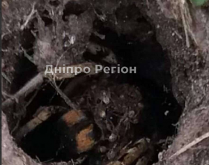 У Дніпрі у власному дворі жінка побачила величезну нору павука тарантула (ФОТО)