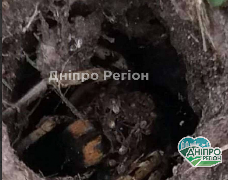У Дніпрі у власному дворі жінка побачила величезну нору павука тарантула (ФОТО)