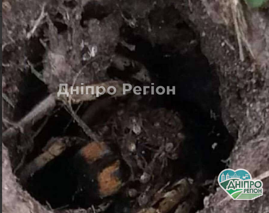 У Дніпрі у власному дворі жінка побачила величезну нору павука тарантула (ФОТО) У Дніпрі у власному дворі жінка побачила величезну нору павука тарантула (ФОТО)
