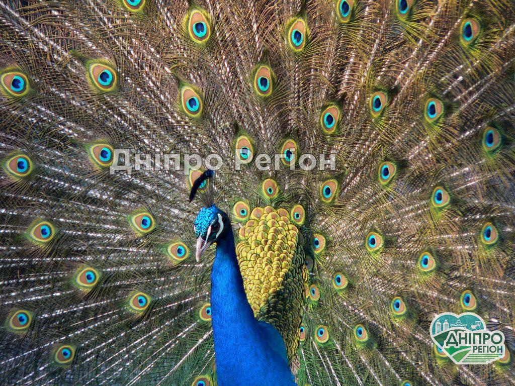 У Дніпрі на житловому масиві Перемога ходять павичі У Дніпрі на житловому масиві Перемога ходять павліни