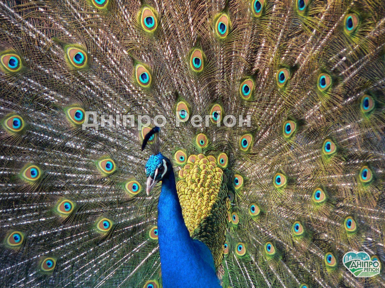 У Дніпрі на житловому масиві Перемога ходять павичі У Дніпрі на житловому масиві Перемога ходять павліни