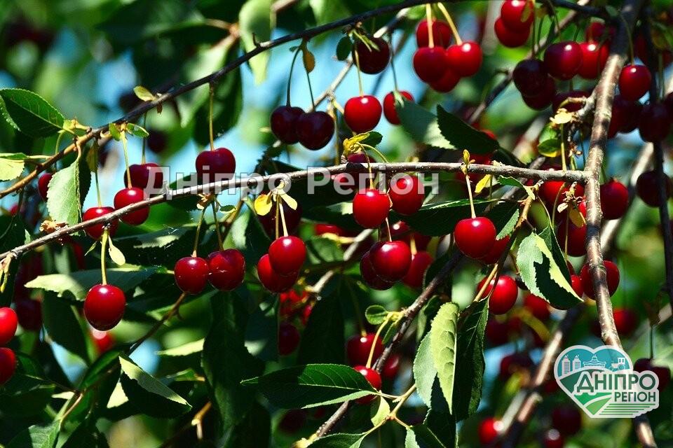 У Дніпрі чоловік розбився насмерть, коли рвав вишні у власному дворі У Дніпрі чоловік розбився насмерть, коли рвав вишні у власному дворі