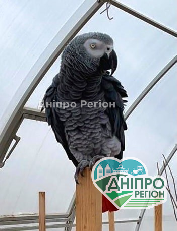 Заплатять винагороду 10 000 грн: на Дніпропетровщині розшукують папугу з кільцем на лапці (Фото) Оголошено винагороду 10 000 грн: у Дніпрі та області розшукують папугу Жако (Фото)