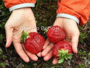 У Дніпрі на базарах злетить ціна на полуницю, аграрії не встигають рахувати збитки