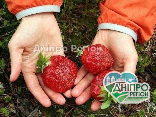 У Дніпрі на базарах злетить ціна на полуницю, аграрії не встигають рахувати збитки У Дніпрі злетить ціна на полуницю, аграрії не встигають рахувати збитки