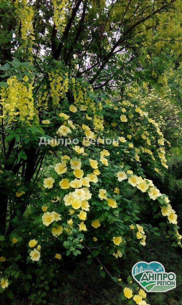 У Дніпрі ботсад запрошує на DNU FEST: старшокласникам з родинами вхід безкоштовний У Дніпрі ботсад запрошує на DNU FEST: старшокласникам з родинами вхід безкоштовний