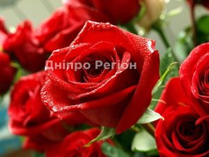 У Дніпрі на вулиці Тверській люди в захваті від клумб у дворі (ВІДЕО)
