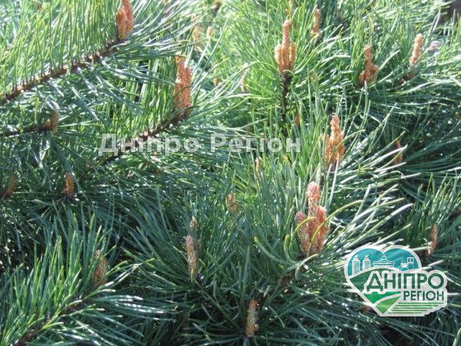 На Дніпропетровщині батько подарував доньці сосновий ліс (ВІДЕО) 31 жовтня – день святих Спиридона і Никифора: прикмети та заборони дня