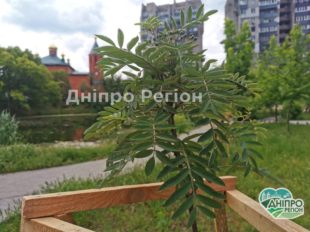 Хороші новини: у Дніпрі прийнялись та ростуть понад 95% саджанців