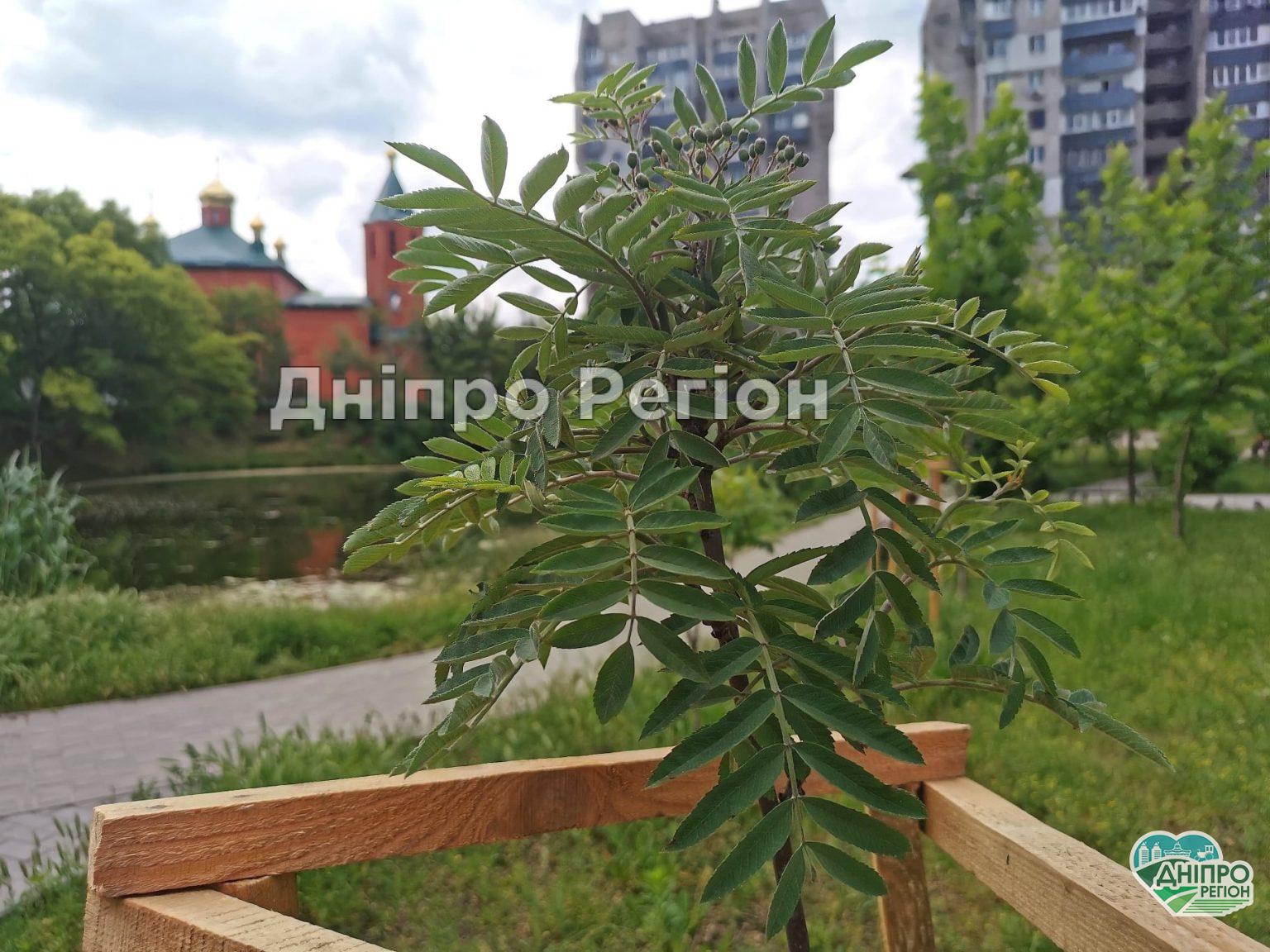 Хороші новини: у Дніпрі прийнялись та ростуть понад 95% саджанців Хороші новини: у Дніпрі прийнялись та ростуть понад 95% саджанців