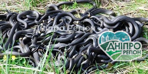 Гріються на набережній: під Дніпром кубла змій повилазили на міському пляжі (ВІДЕО) Гріються на набережній: під Дніпром кубла змій повилазили на міському пляжі (ВІДЕО)