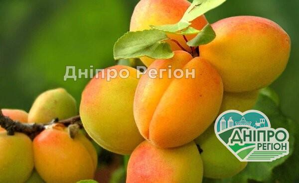 У Дніпрі з дерев масово опадає листя: дачники не знають, що робити Дачники не знають, що робити: у Дніпрі з фруктових дерев опадає листя