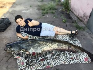 У Дніпрі чоловік піймав гігантського сома довжиною понад 2 метри (ФОТО, ВІДЕО)