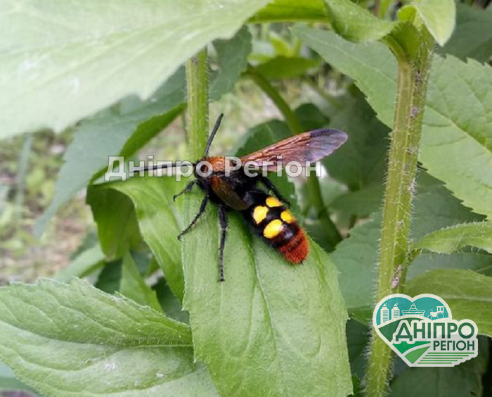 У Дніпрі на житловому масиві Придніпровськ виявили сколію гіганта (ФОТО) У Дніпрі на житловому масиві Придніпровськ виявили сколію гіганта (ФОТО)