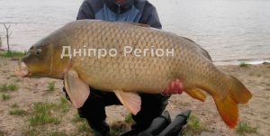 Комаровський розповів, яку рибу краще не купувати (Відео)