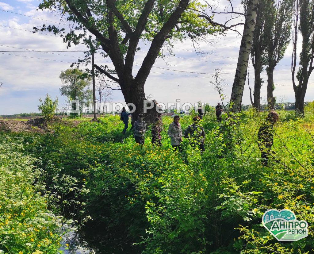 Росте рекордсмен: на Дніпропетровщині знайшли велетенський 100-річний клен (ФОТО)