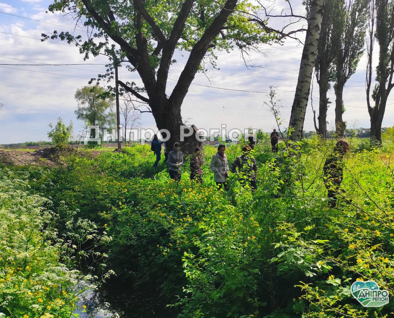 Росте рекордсмен: на Дніпропетровщині знайшли велетенський 100-річний клен (ФОТО) Росте рекордсмен: на Дніпропетровщині знайшли велетенський 100-річний клен (ФОТО)