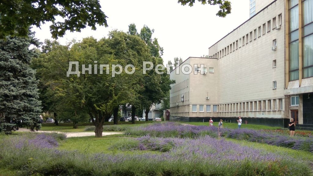 В центрі Дніпра розцвів Лавандовий сквер (ФОТО)
