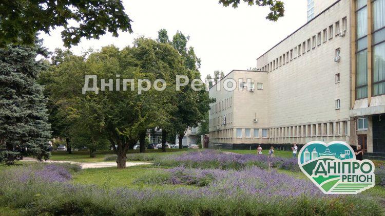 В центрі Дніпра розцвів Лавандовий сквер (ФОТО)