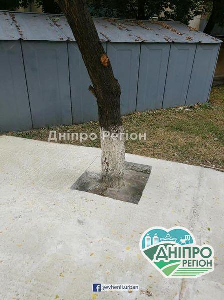 У Дніпрі врятували дерево, через яке виник скандал (ФОТО) У Дніпрі врятували дерево, через яке виник скандал (ФОТО)