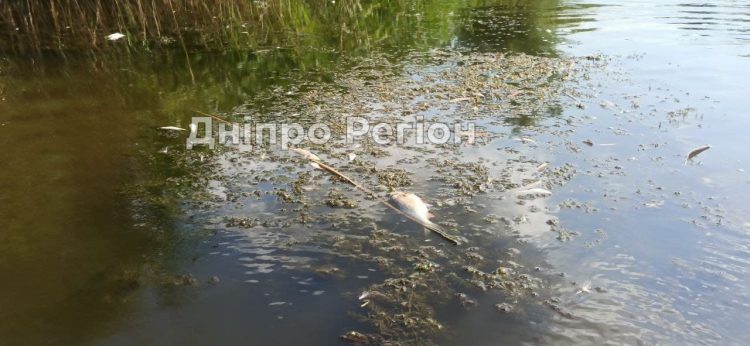 Екологічне лихо у Підгородному: у річці Кільчень масово гине риба (ФОТО)