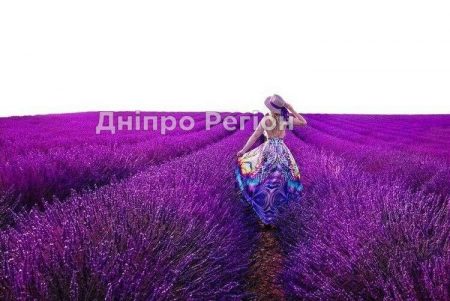 Диво-дивне: під Дніпром розцвіли тисячі кущів фіолетової лаванди (ВІДЕО)