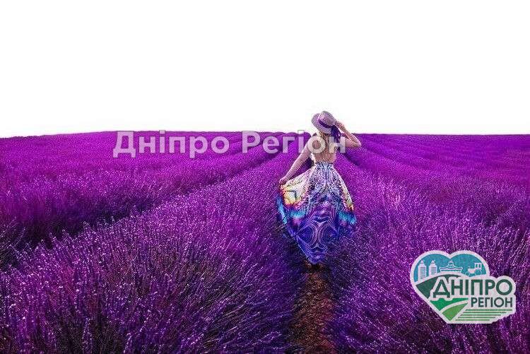 Диво-дивне: під Дніпром розцвіли тисячі кущів фіолетової лаванди (ВІДЕО)