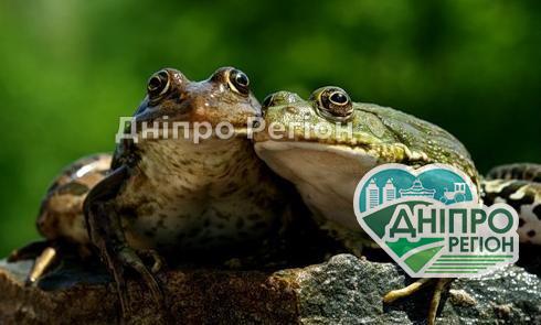 На Дніпропетровщині зафільмували нашестя жаб (ВІДЕО) На Дніпропетровщині зафільмували нашестя жаб (ВІДЕО)
