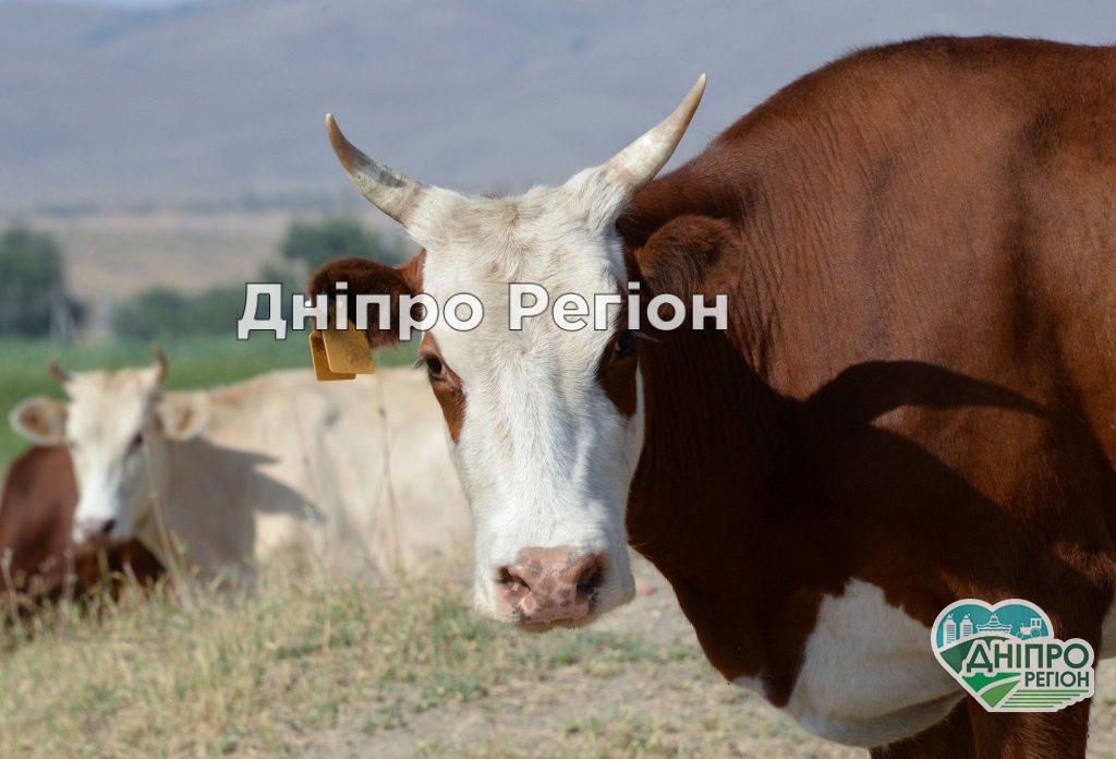 Богуславська корова із Павлоградщини, що плавала поруч із дітьми, стала зіркою соцмереж (ВІДЕО)