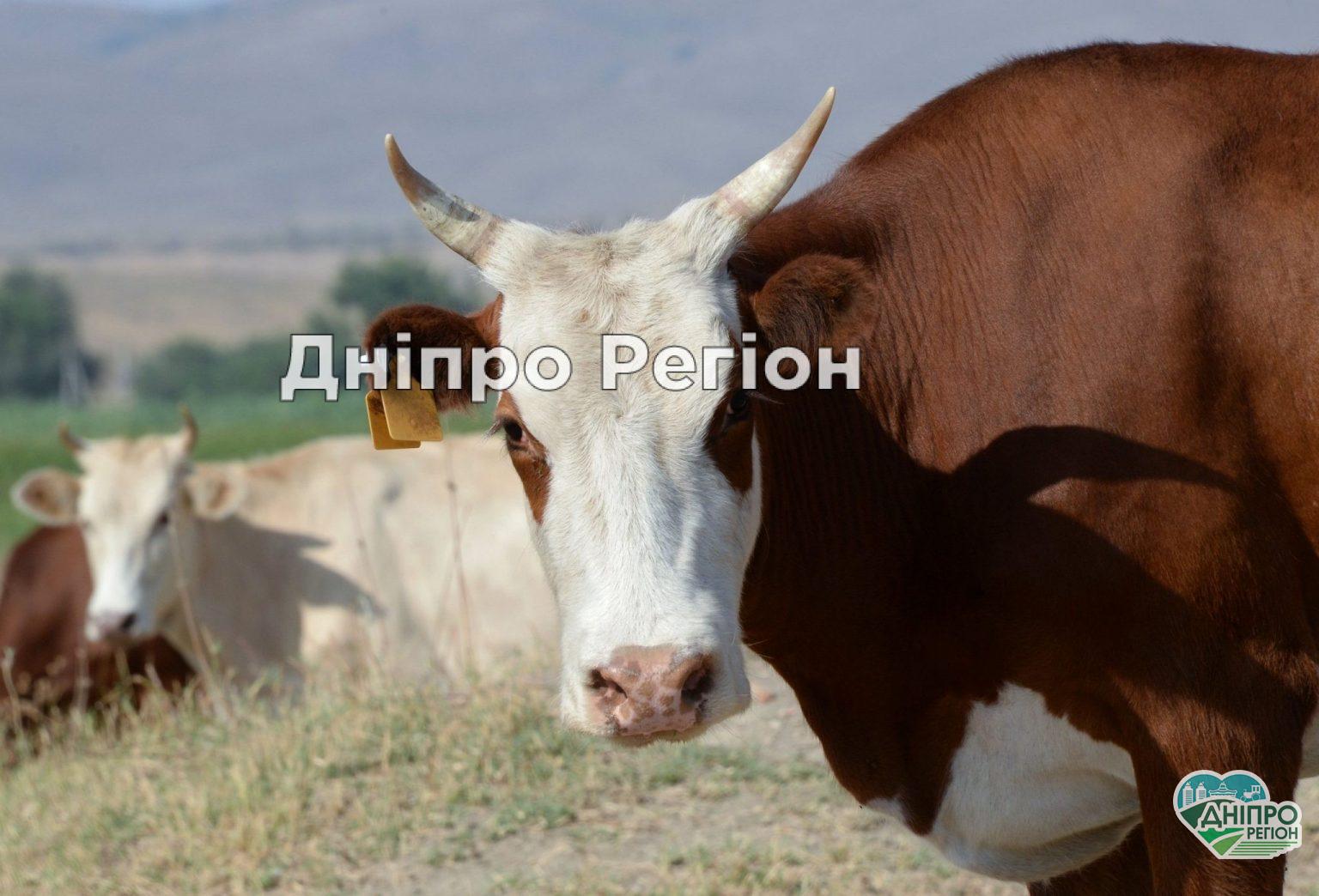 Богуславська корова із Павлоградщини, що плавала поруч із дітьми, стала зіркою соцмереж (ВІДЕО) Богуславська корова із Павлоградщини, що плавала поруч із дітьми, стала зіркою соцмереж (ВІДЕО)