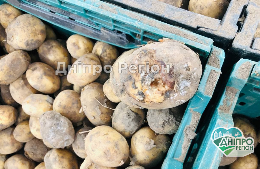 На Дніпропетровщині розгорівся скандал через гнилі овочі (ФОТО) Їх давно треба викинути на смітник: на Дніпропетровщині розгорівся скандал через гнилі овочі (ФОТО)