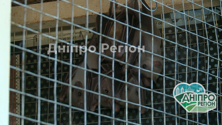 У Дніпрі зграя кажанів оселилась в одному з будинків, люди бояться заходити до оселі (ВІДЕО) У Дніпрі зграя кажанів оселилась в одному з будинків , люди бояться заходити до оселі (ВІДЕО)