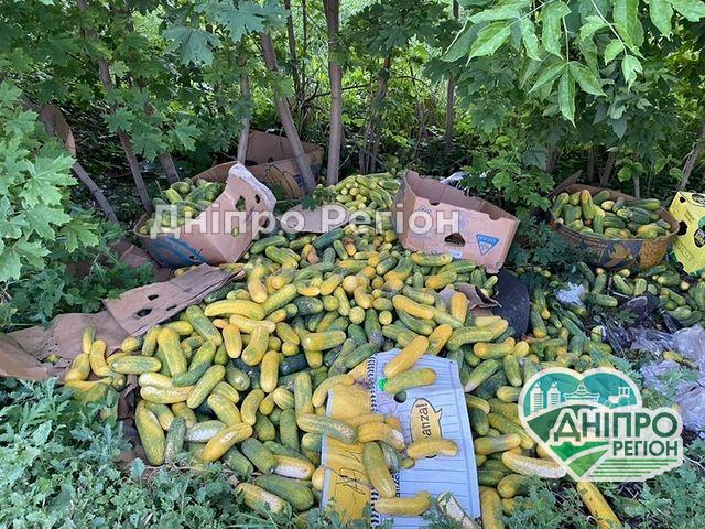 На трасі під Дніпром в кювет викинули десятки кілограмів огірків (ФОТО) На трасі під Дніпром в кювет викинули десятки кілограмів огірків (ФОТО)
