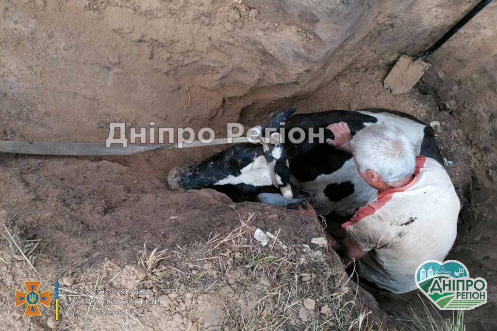 На Дніпропетровщині вогнеборці врятували корову, яка впала до ями (ВІДЕО)