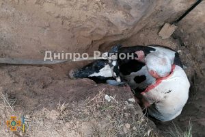 На Дніпропетровщині вогнеборці врятували корову, яка впала до ями (ВІДЕО)