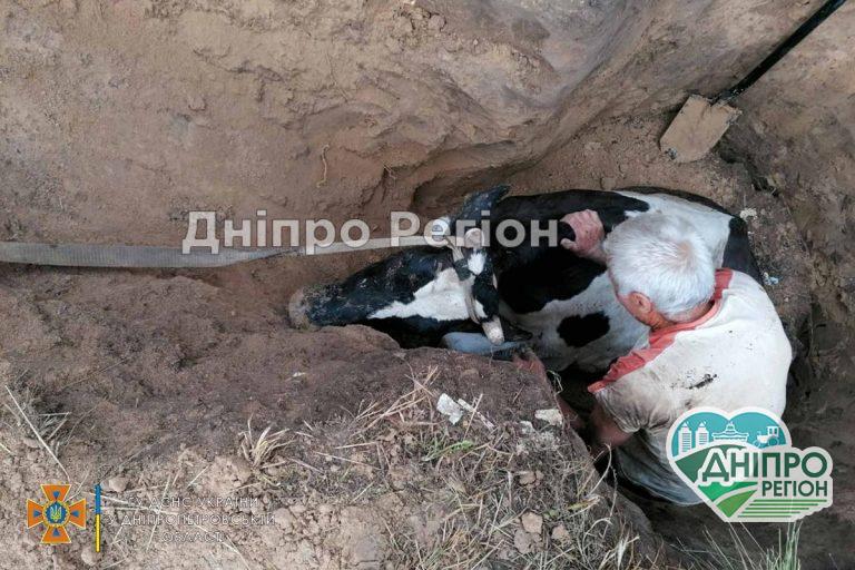 На Дніпропетровщині вогнеборці врятували корову, яка впала до ями (ВІДЕО)