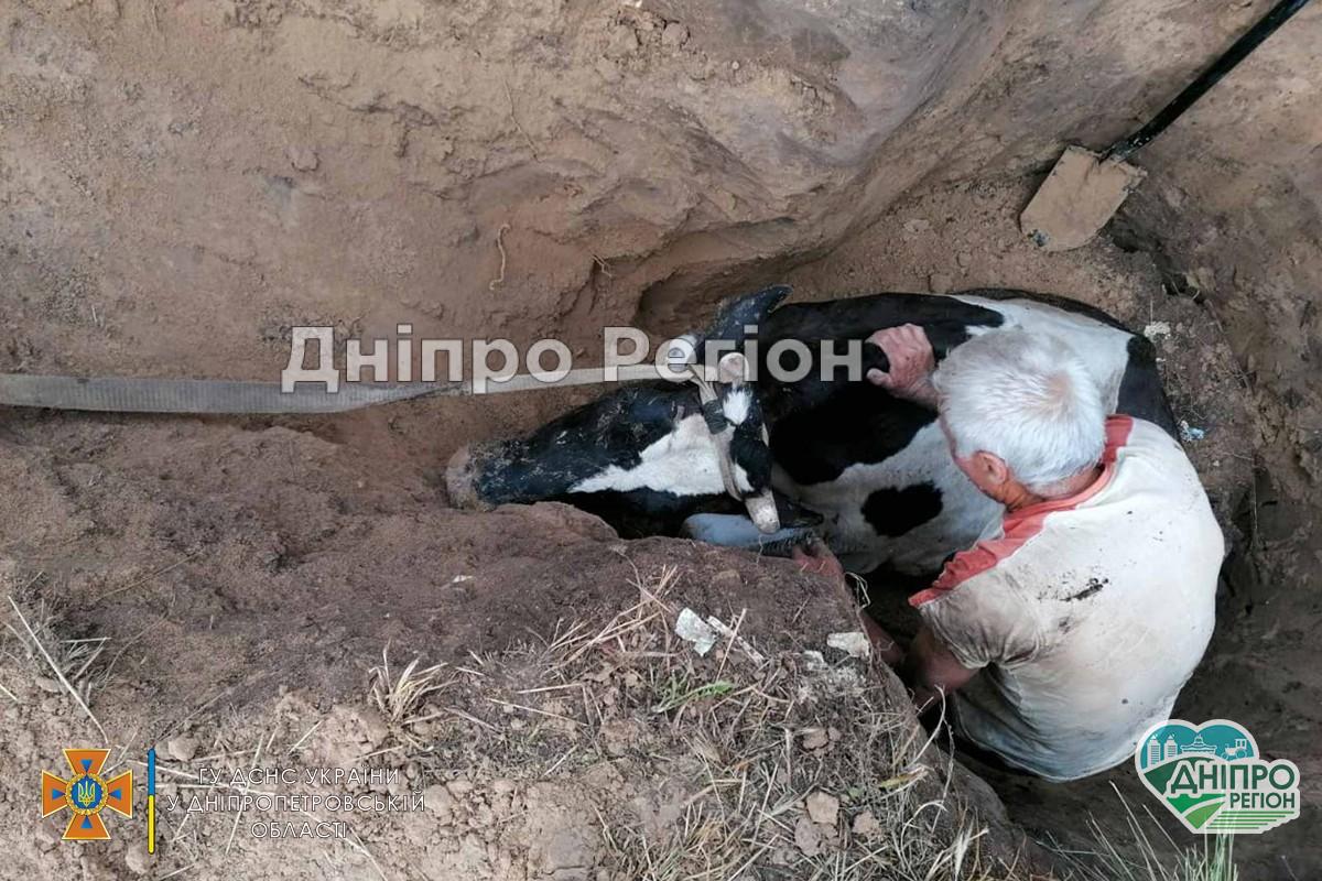 На Дніпропетровщині вогнеборці врятували корову, яка впала до ями (ВІДЕО)