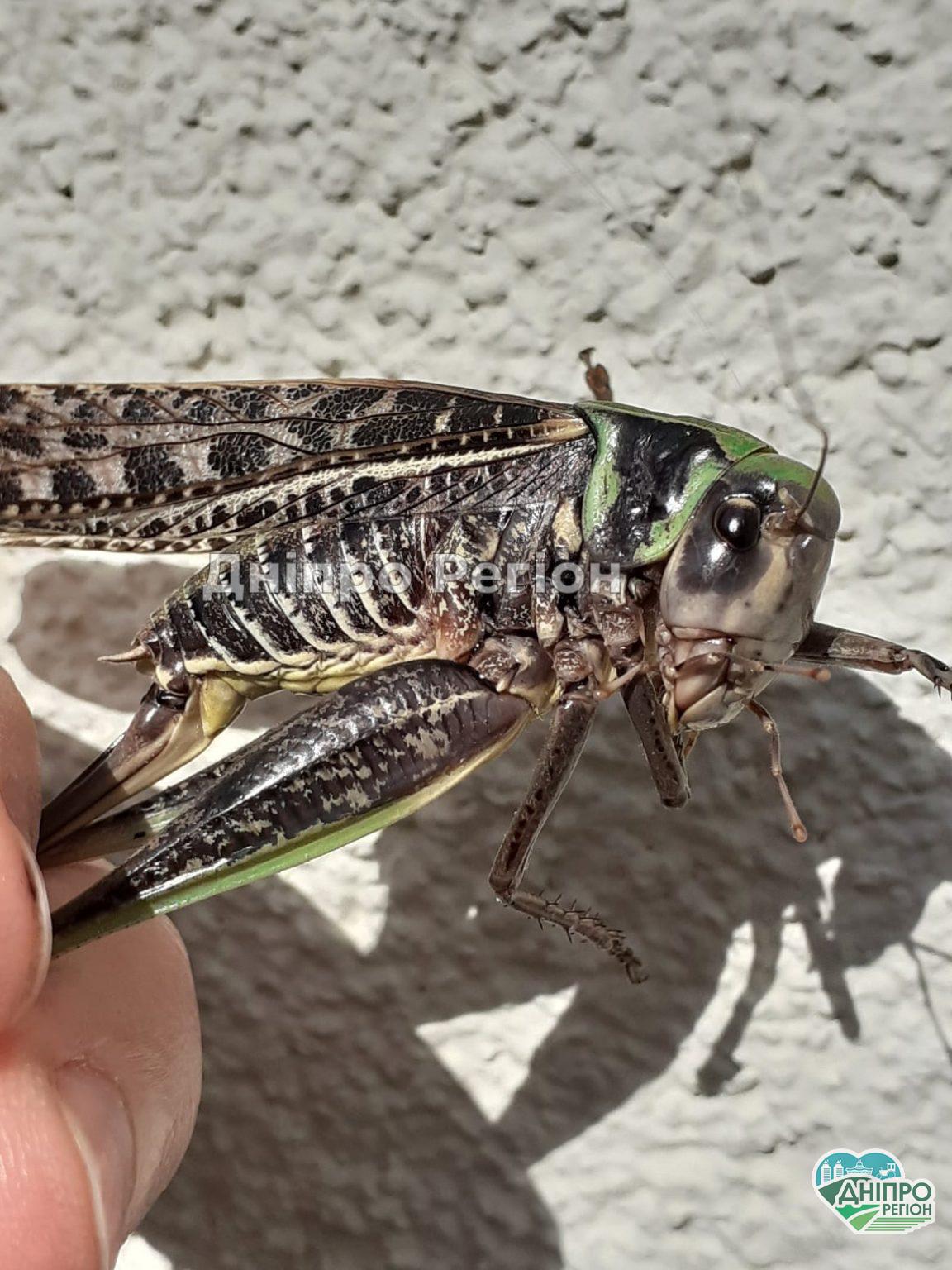 Під Дніпром піймали великого коника-стрибунця, який сильно кусається (ФОТО) У Дніпрі піймали великого коника-стрибунця, який сильно кусається (ФОТО)