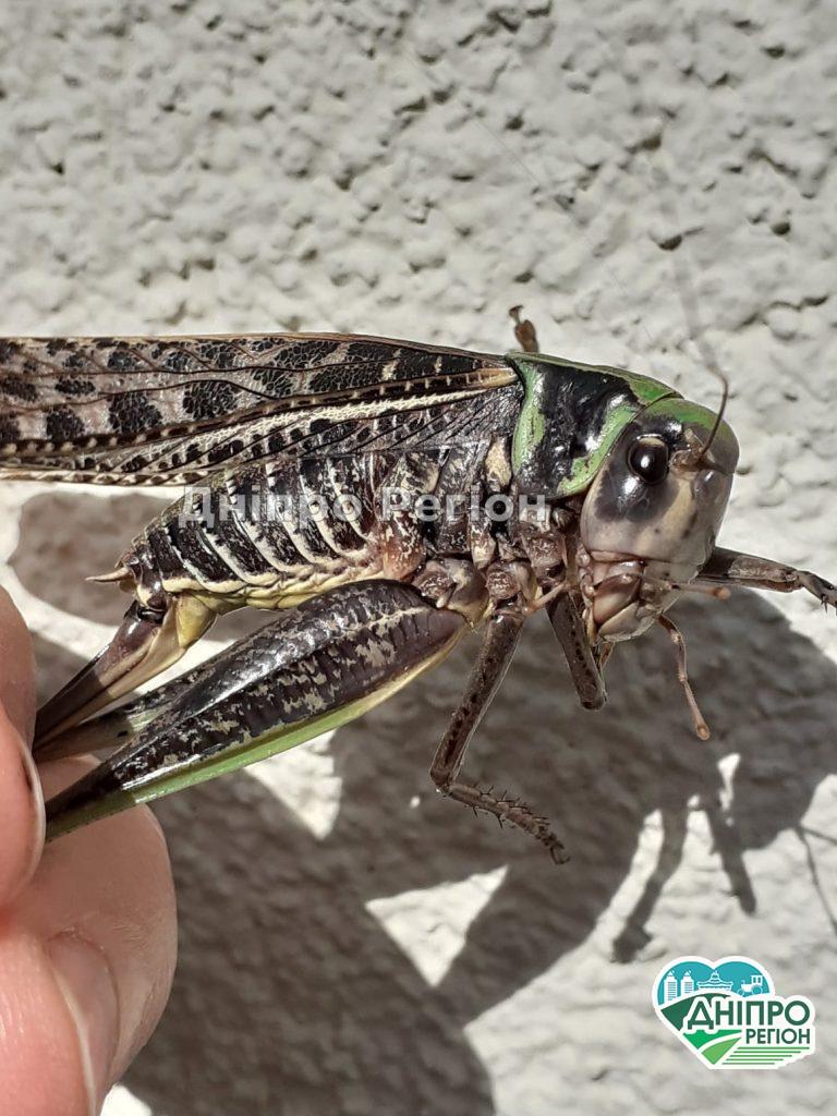 Під Дніпром піймали великого коника-стрибунця, який сильно кусається (ФОТО) У Дніпрі піймали великого коника-стрибунця, який сильно кусається (ФОТО)