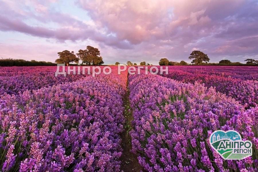 Море квітів: лавандове поле розквітло на Дніпропетровщині (ВІДЕО) Море квітів: лавандове поле розквітло на Дніпропетровщині (ВІДЕО)