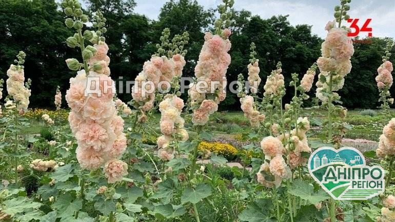 Диво-дивне: на Дніпропетровщині в ботанічному саду почала цвісти Мальва (Відео) Диво-дивне: на Дніпропетровщині в ботанічному саду почала цвісти Мальва (Відео)