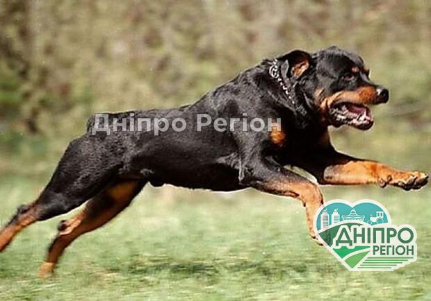 У Дніпрі п’яний господар спустив ротвейлера на жінку (ФОТО) Жінка лежала на землі: у Дніпрі п'яний господар спустив ротвейлера на жінку (ФОТО)