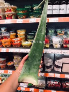 У Дніпрі в супермаркеті поряд із продуктами продають листя алое (ФОТО)