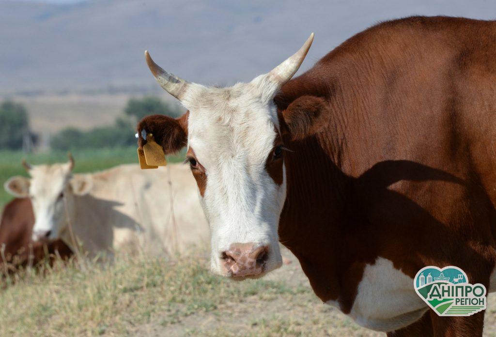 В Україні прогнозують тотальне зникнення корів: запасів скотарства залишилося на 1,5 року В Україні прогнозують тотальне зникнення корів: запасів скотарства залишилося на 1,5 року