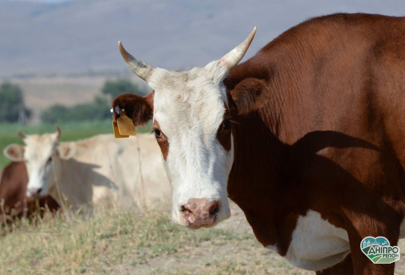 В Україні прогнозують тотальне зникнення корів: запасів скотарства залишилося на 1,5 року