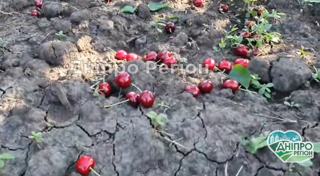 Українські фермери віддають черешню безкоштовно: що трапилось (ВІДЕО) Українські фермери віддають черешню безкоштовно: що трапилось (ВІДЕО)