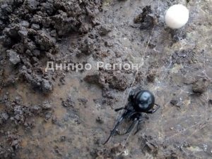 На Дніпропетровщині павуки каракурти атакують людей